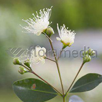 EUGENIA